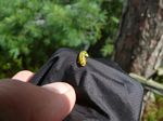 Sawfly Larvae
